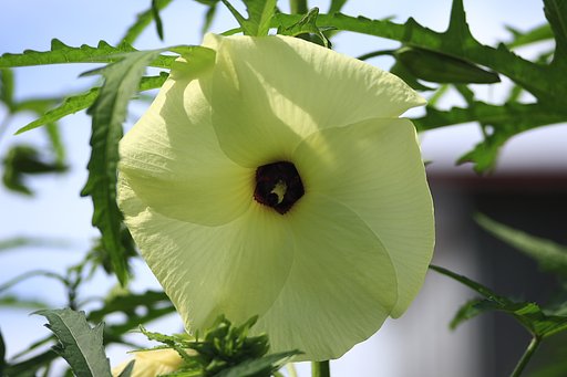 オクラの花