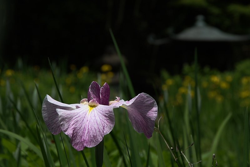 菖蒲