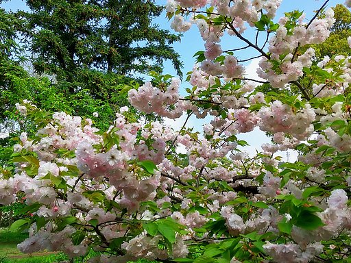 八重桜・松月