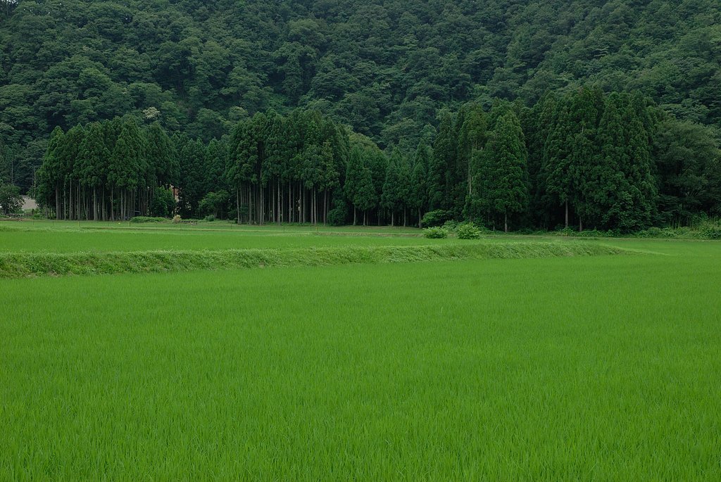 緑の風景（福井にて）