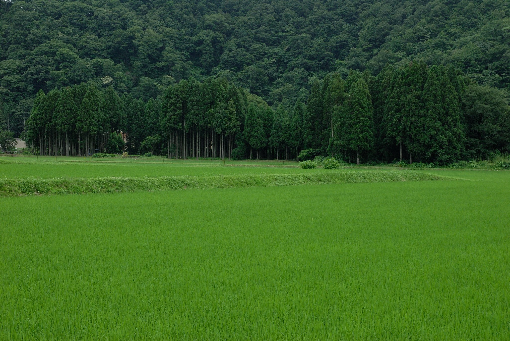 緑の風景（福井にて）