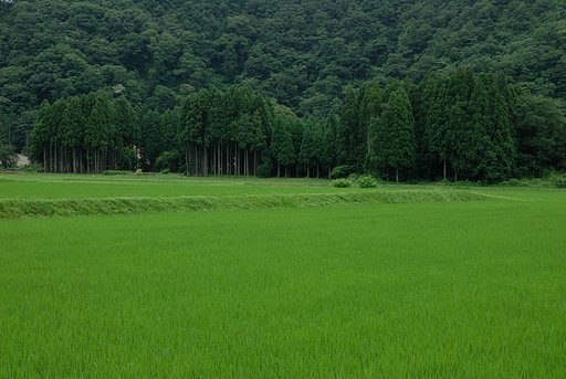 緑の風景（福井にて）