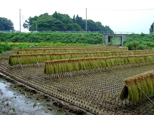稲刈り・・・