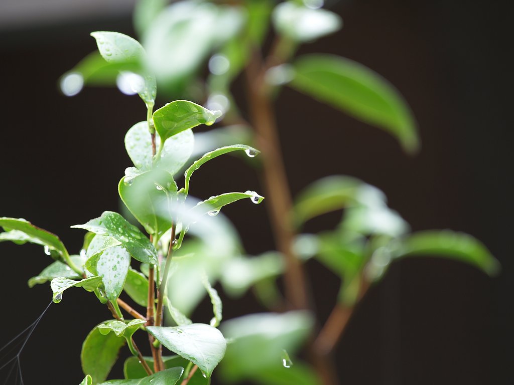 今日も雨
