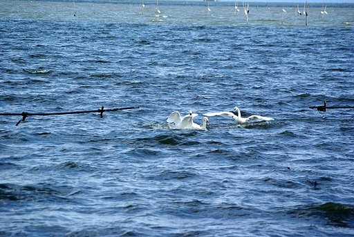 白鳥の湖・・・