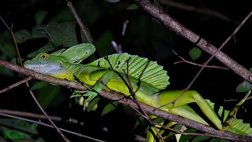 Costa Rica 41