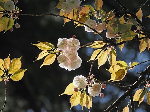 花明かり