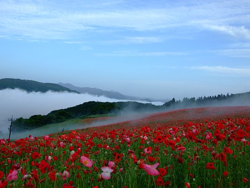 天空の花園