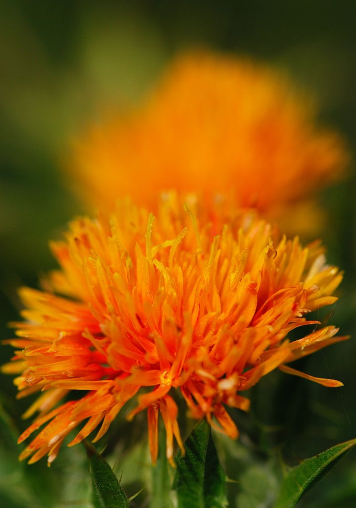 紅の花