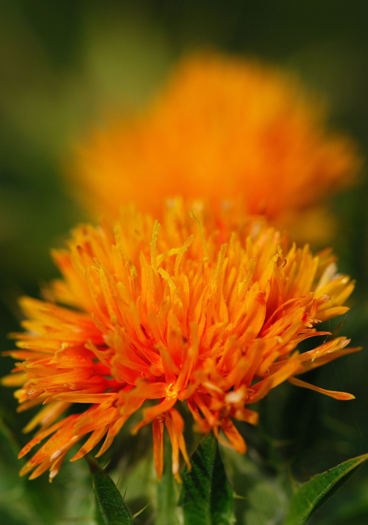紅の花