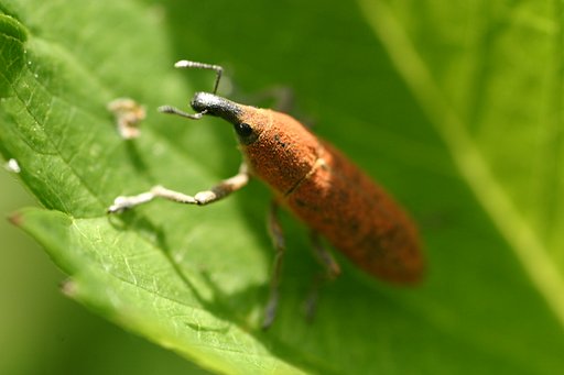 オレンジ色のゾウムシ