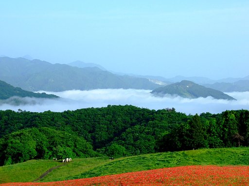 雲上の楽園
