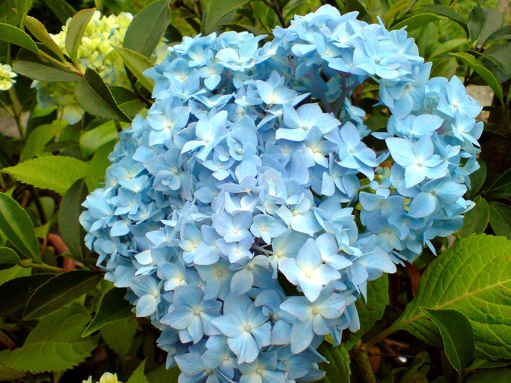 紫陽花
