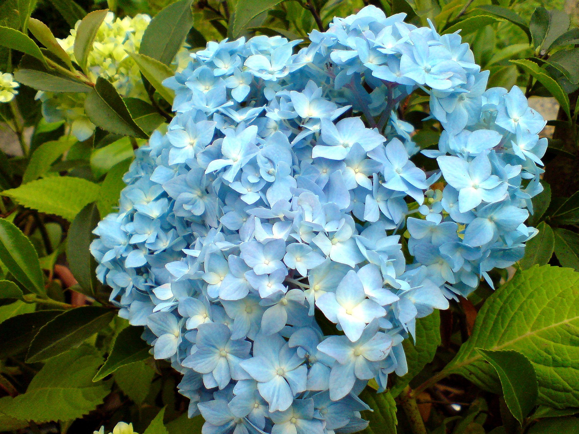 紫陽花