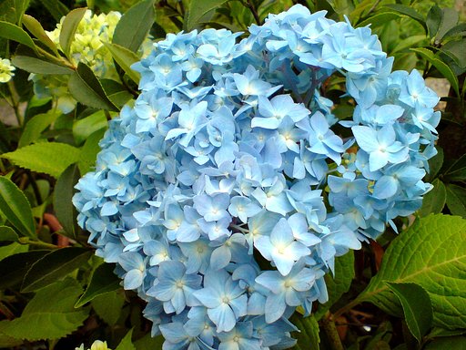 紫陽花