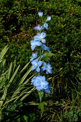 夏の暑さにもめげず
