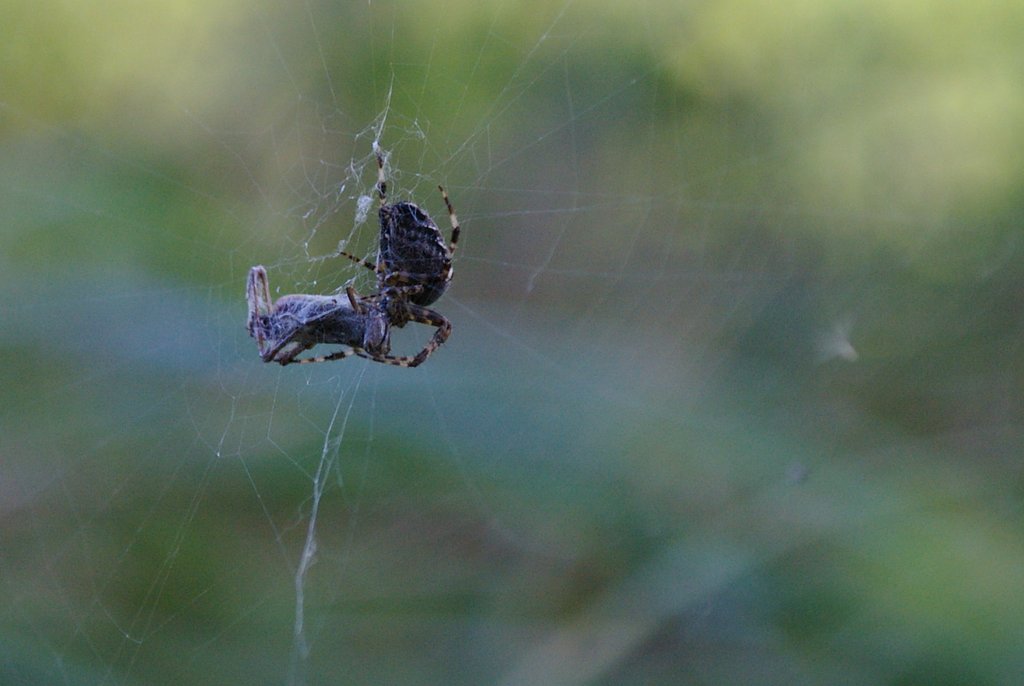 Spider on hunting III