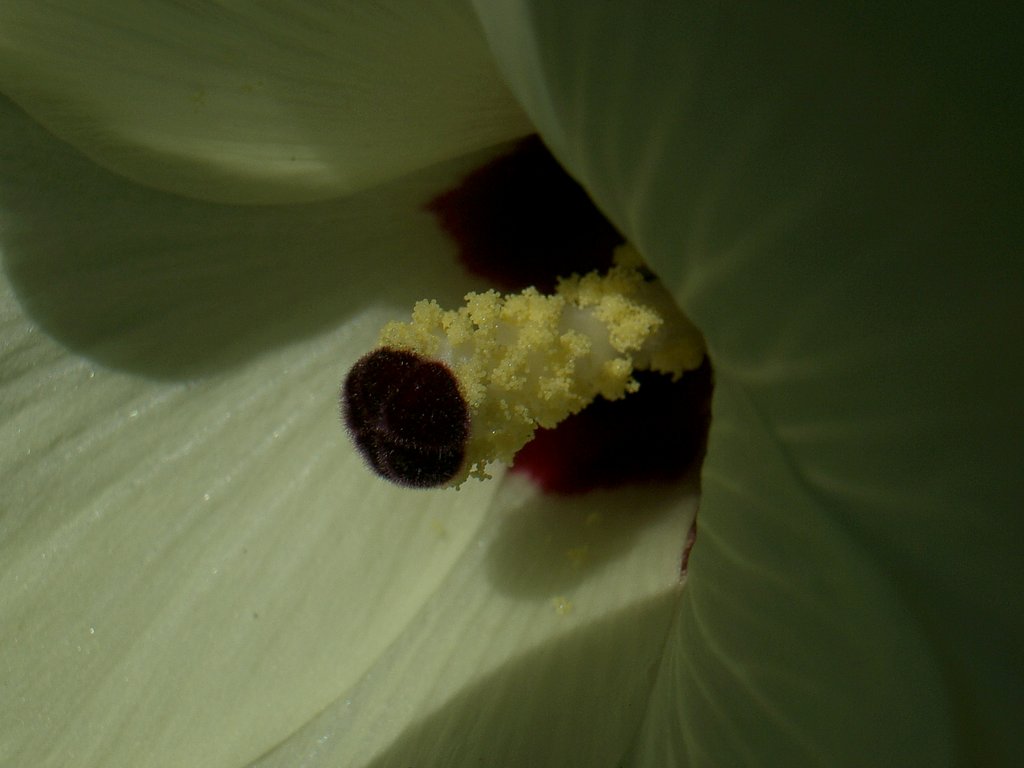 わたしは何の花でしょう