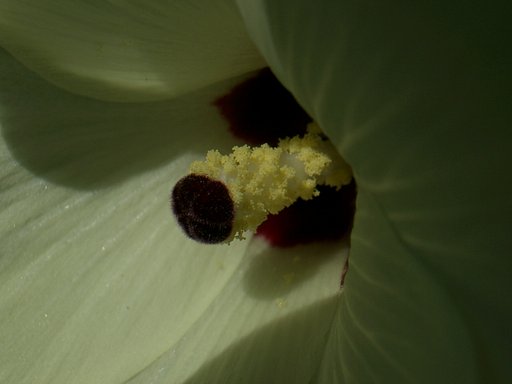 わたしは何の花でしょう