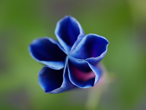 アサガオの開花前