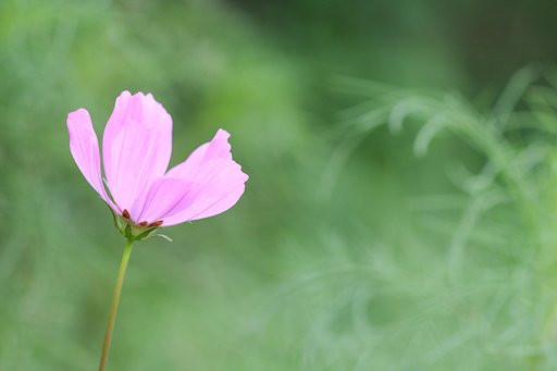 秋桜