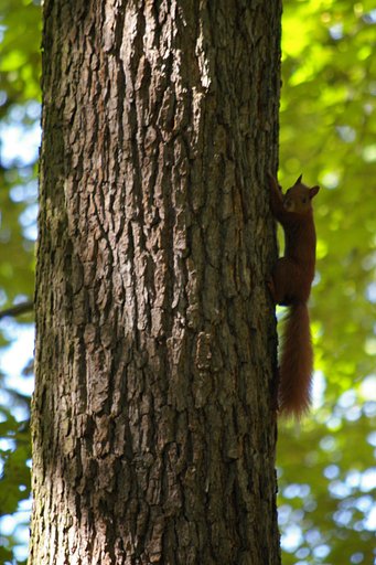 Squirrel