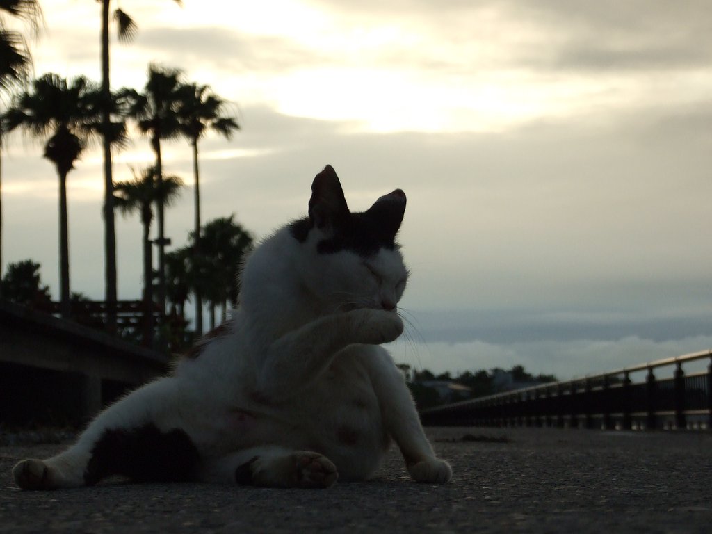 夕焼け猫