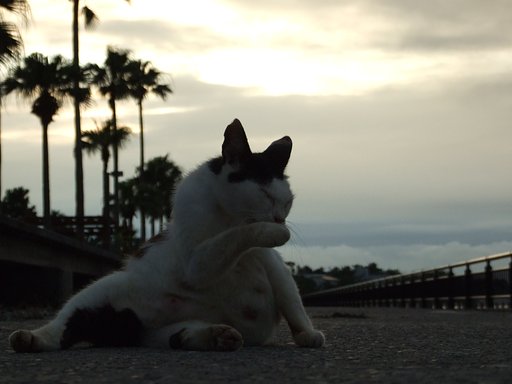 夕焼け猫