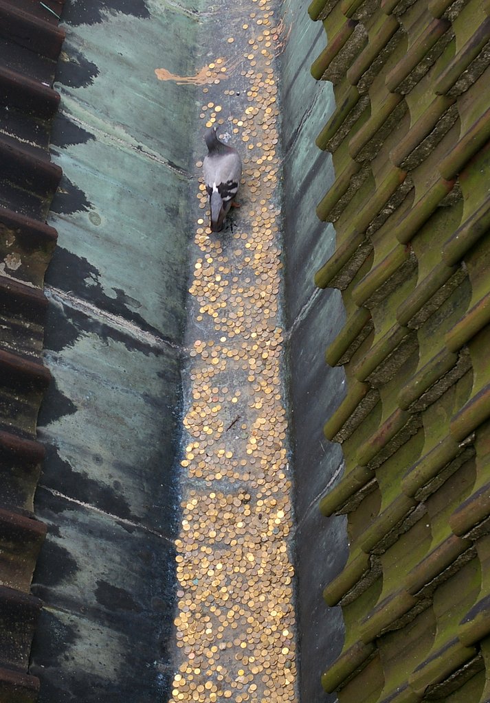 Rich pigeon
