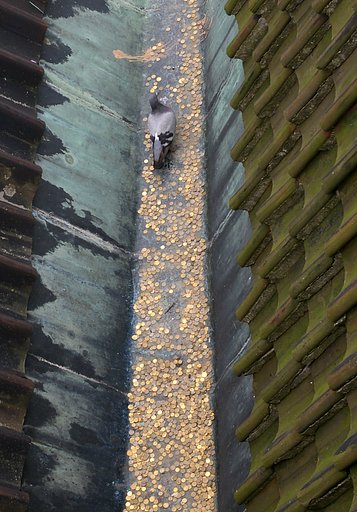 Rich pigeon