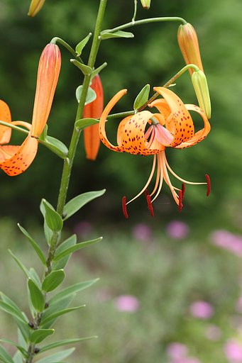オニユリ開花