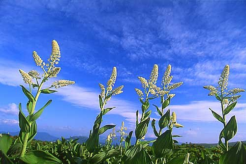 夏の彩り