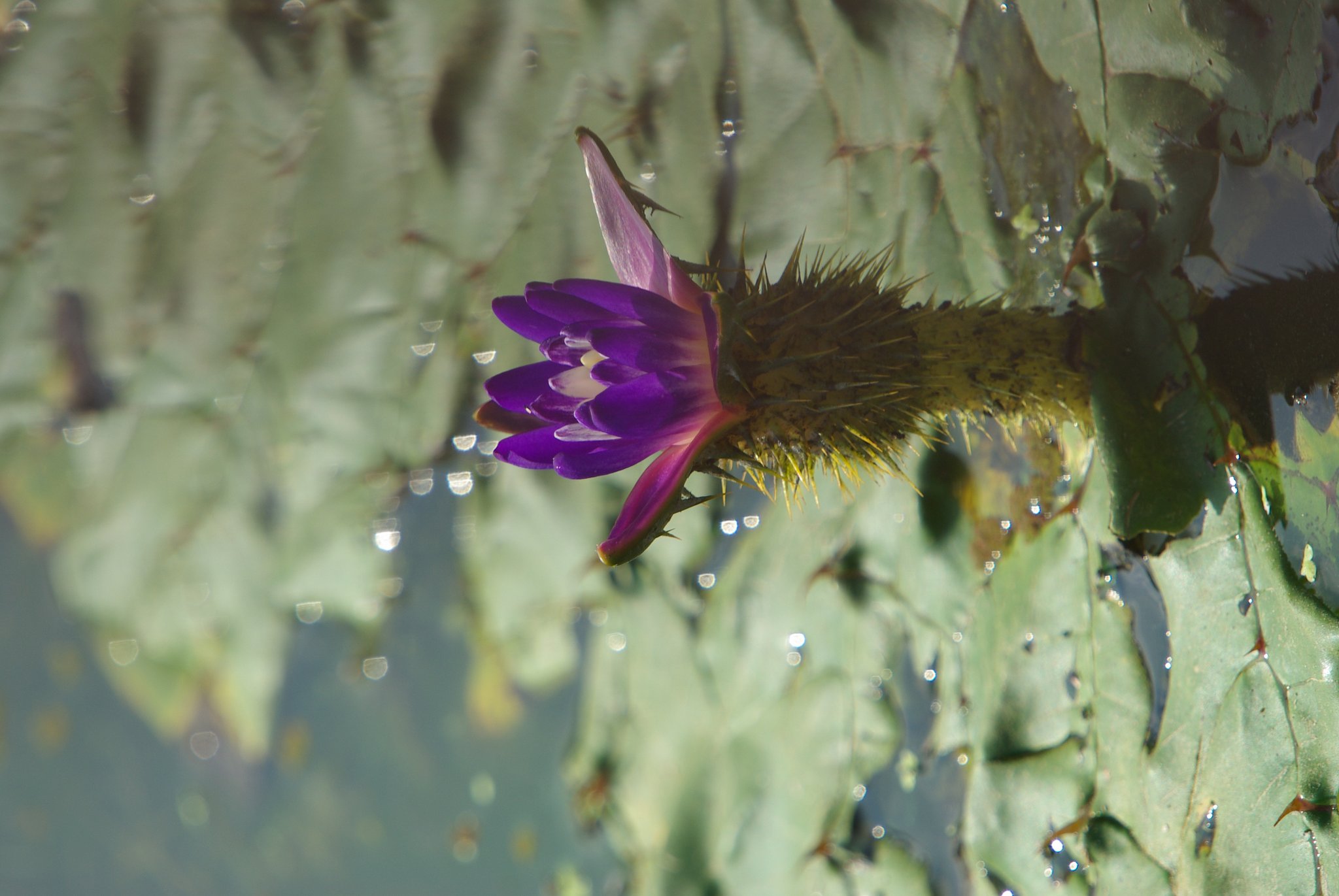 オニバスの花