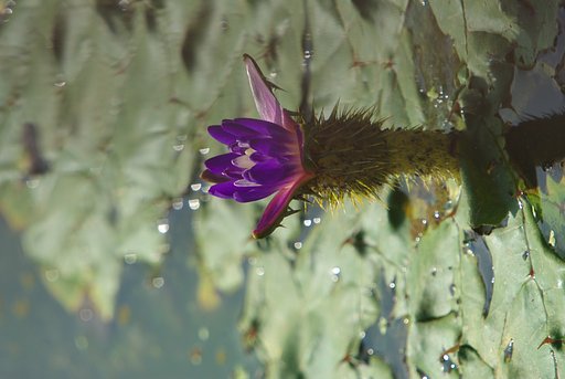 オニバスの花