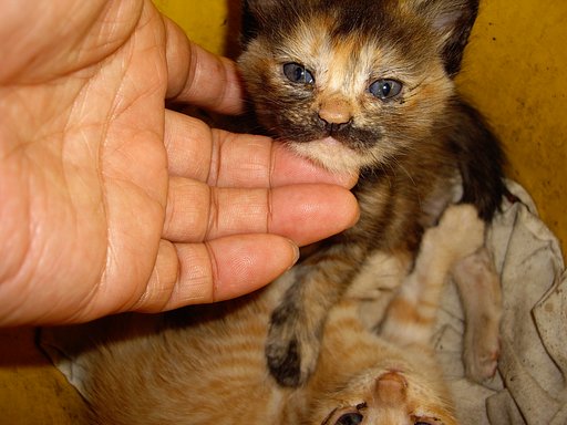 屋根裏で生んだ子猫