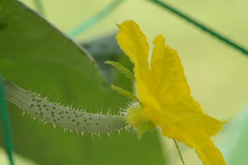 とげとげキュウリ