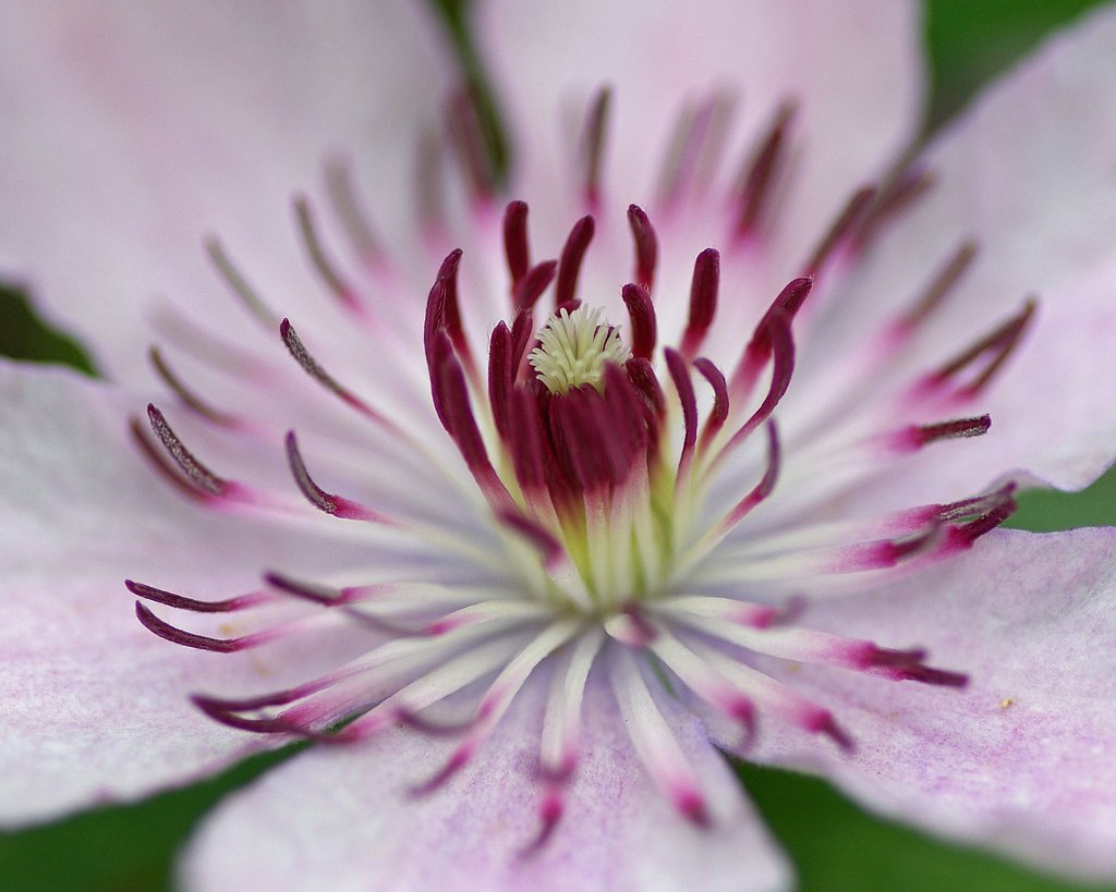 華