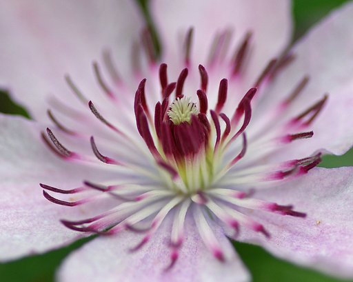 華