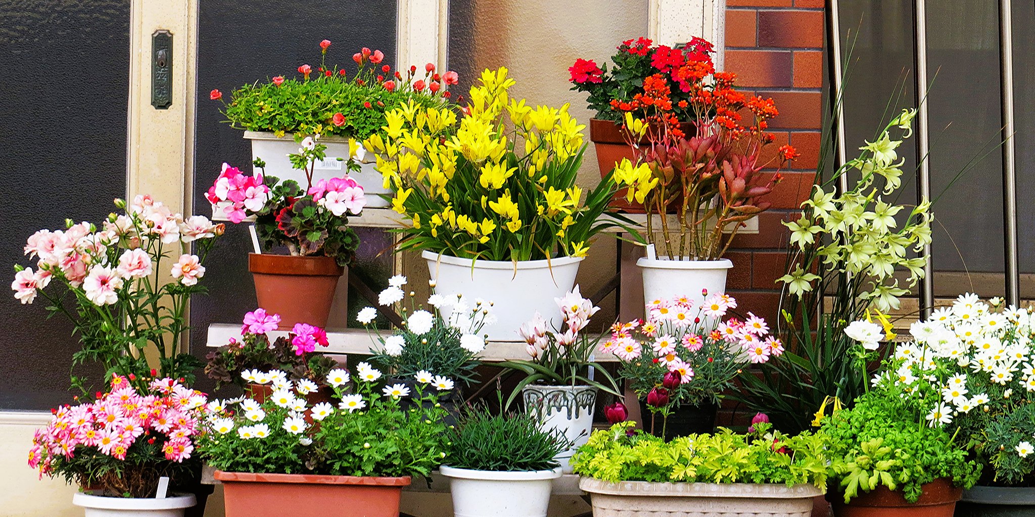 玄関の花
