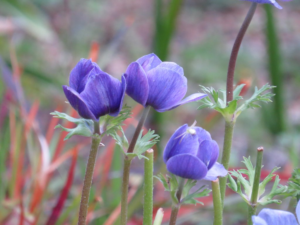 撮って出しのアネモネの花