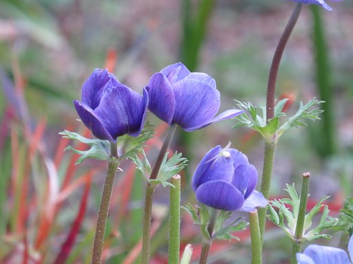 撮って出しのアネモネの花