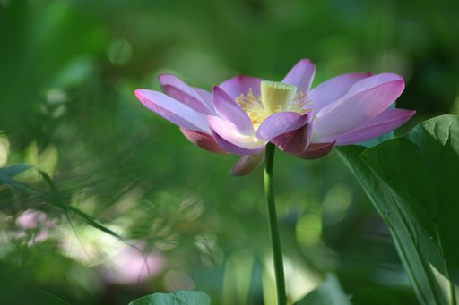 はすの花