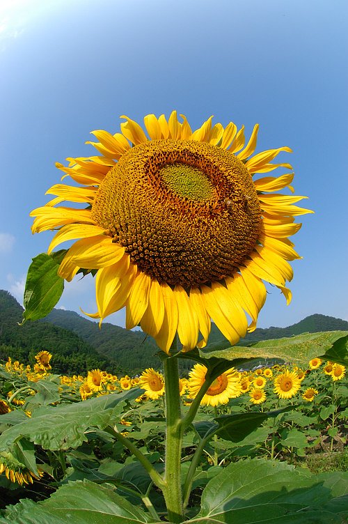 ひまわり