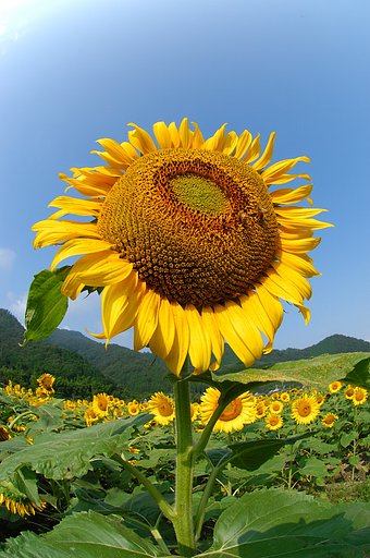 ひまわり