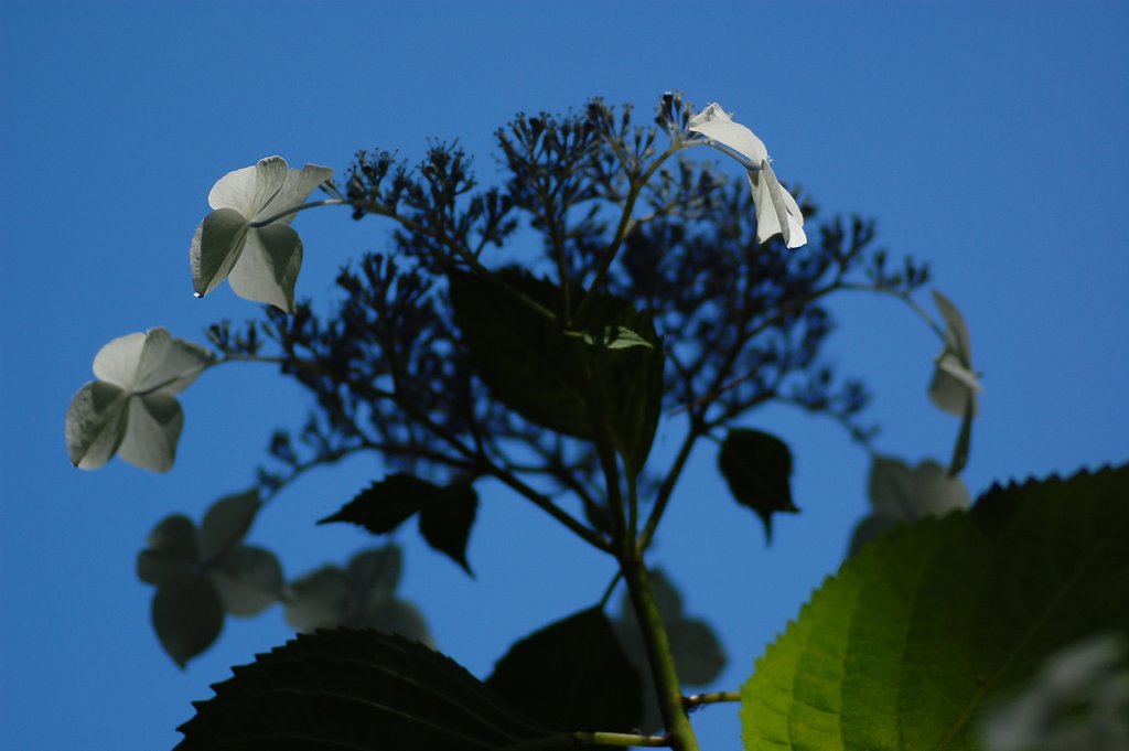 カラ梅雨