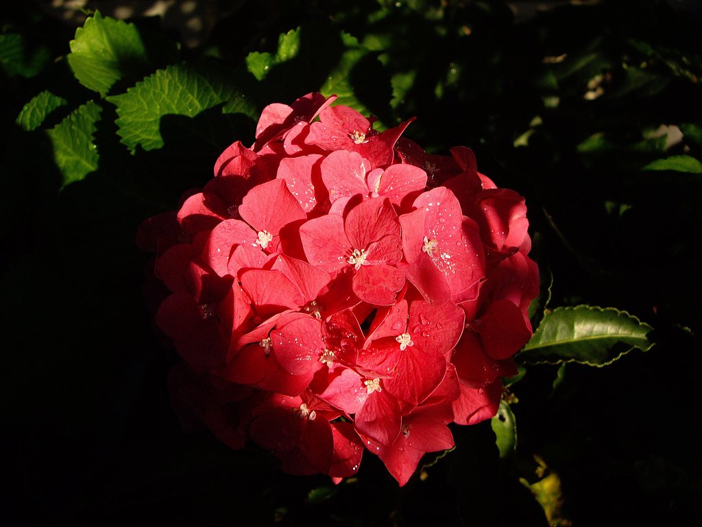 紫陽花