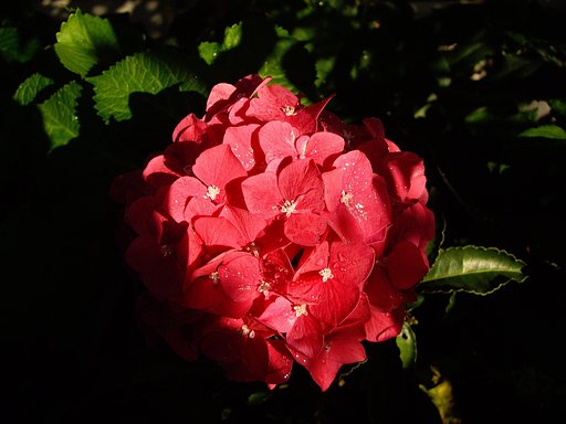 紫陽花