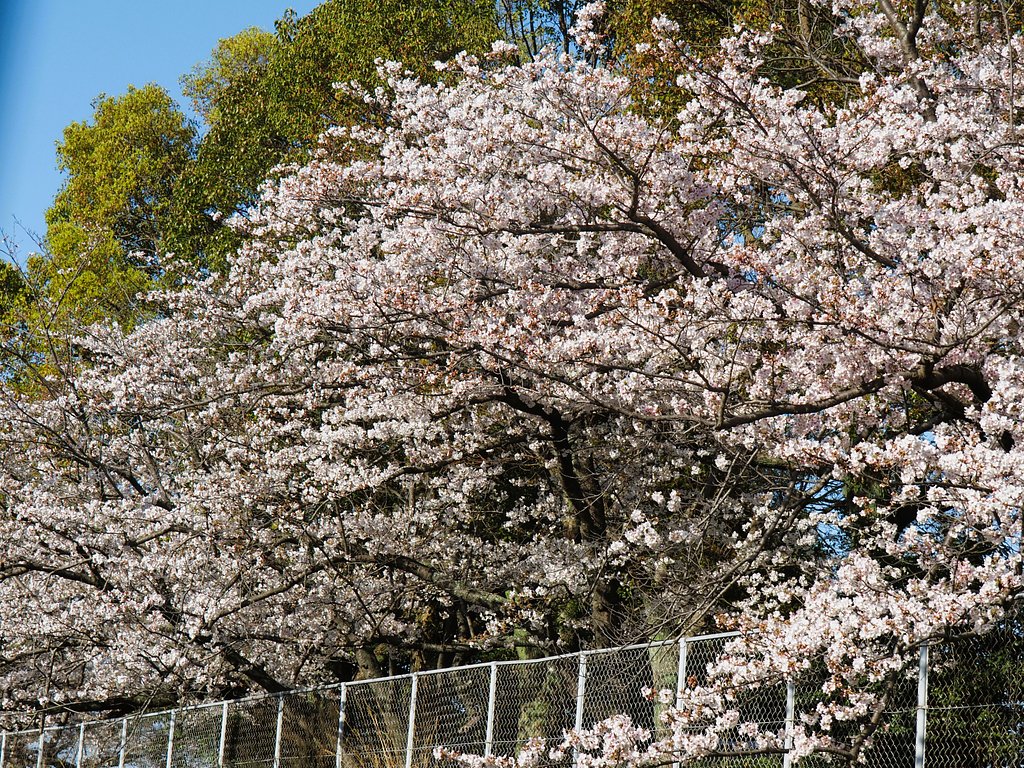 散歩道から撮った桜