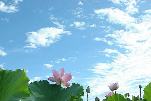 古河総合公園（大賀ハス）