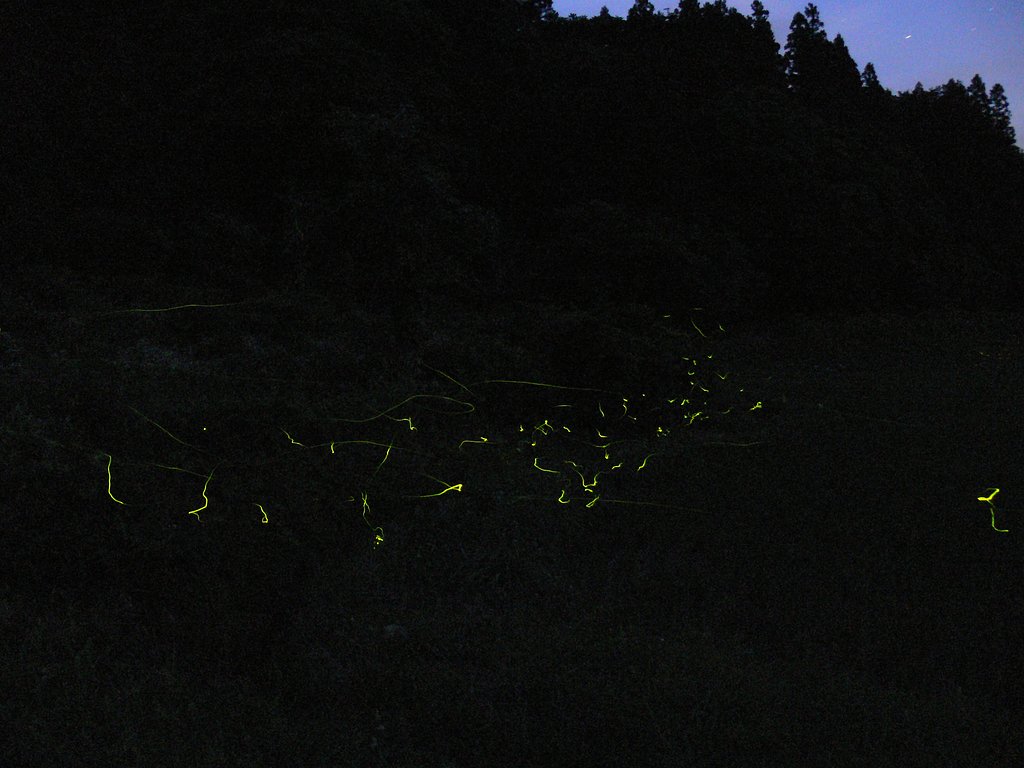 ほたーるのひかーり